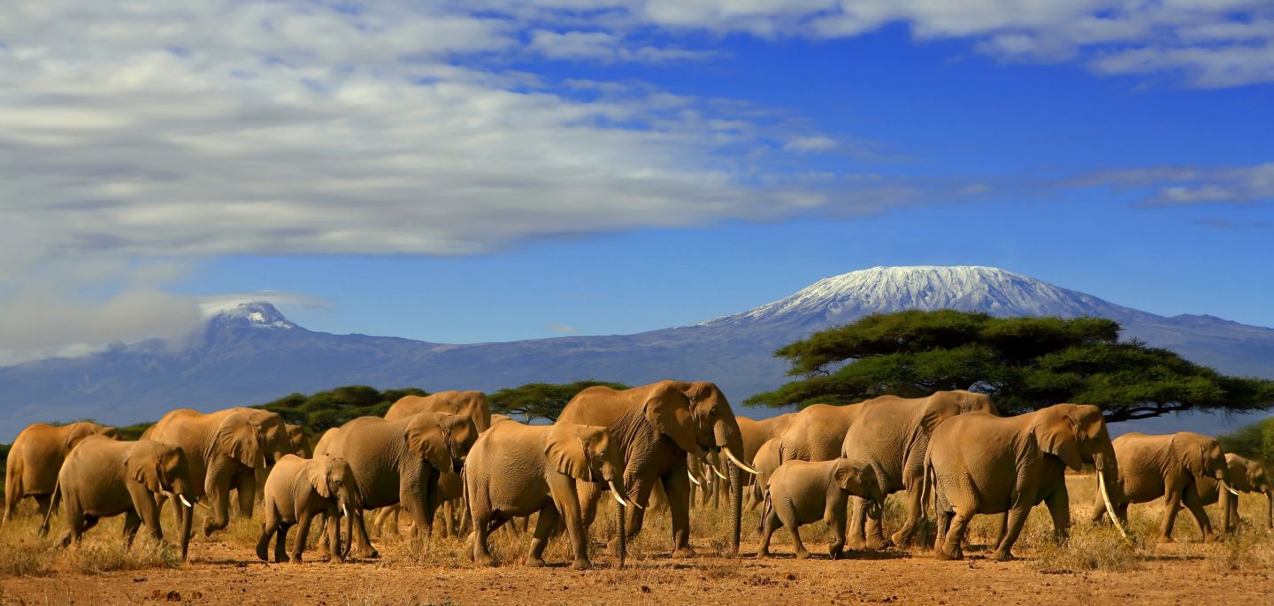 Elephants-Amboseli
